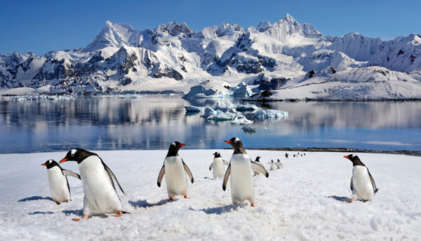 A group of Gentoo penguins walking across a snowy landscape with a backdrop of towering snow-capped mountains and a calm icy sea.