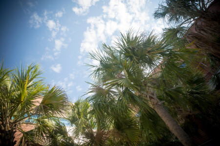 View of palm trees against a blue sky with scattered clouds, showcasing lush green foliage and a hint of a building in the background.