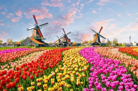 A vibrant field of multicolored tulips in red, yellow, pink, and purple, with several traditional Dutch windmills in the background against a partly cloudy sky.