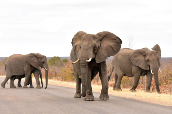 A group of three elephants crossing a road, with one large elephant in the foreground and two smaller elephants in the background; the setting is a natural landscape with sparse vegetation and a cloudy sky.