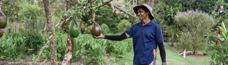 A man in a blue shirt stands beside an avocado tree, holding one ripe avocado in his hand while several others hang from the branches. The background features lush greenery and colorful plants.